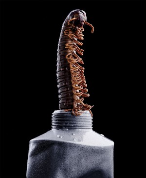 centipede coming out of a silver tube photographed by Sofus Graae
