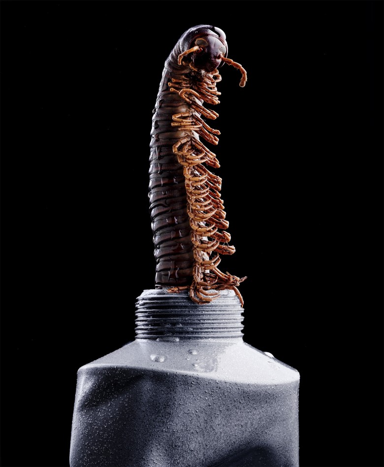 centipede coming out of a silver tube photographed by Sofus Graae