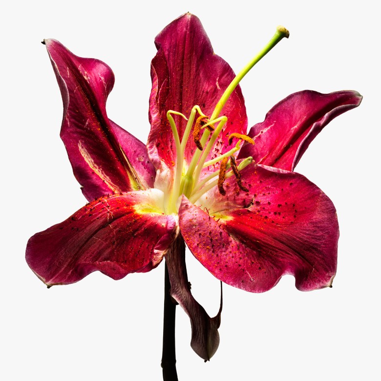 oriental lily flower by sofus graae