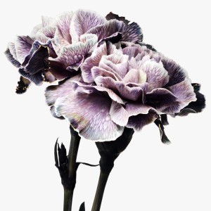 purple carnation flowers by sofus graae