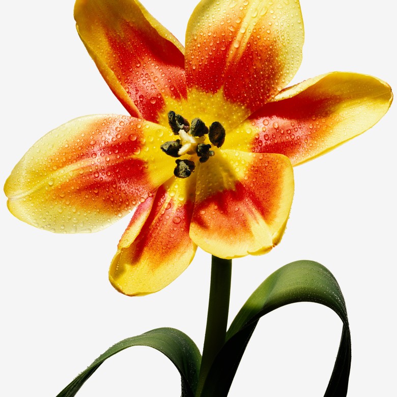 tulip flower by sofus graae