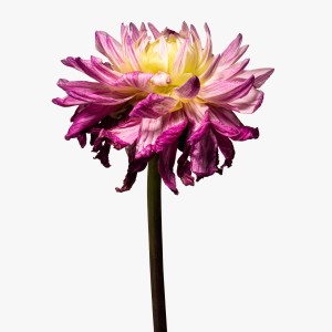 wilted dahlia